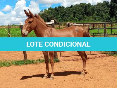 LOTE 017 - APACHE