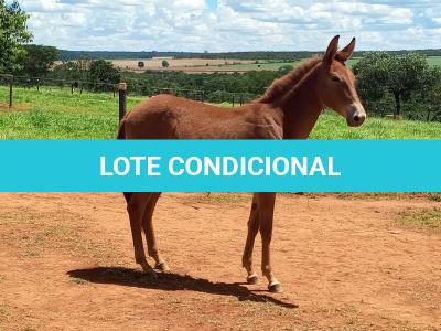 LOTE 020 - MALBEC