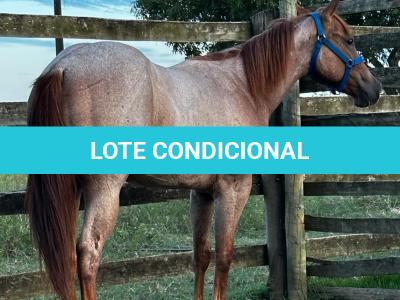 LOTE 010 - PRINCESS JAY KEYS