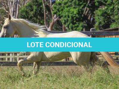 LOTE 007 - VERMONT WOOD PLL
