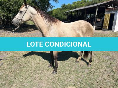 LOTE 011 - TILLY MELODYS MG2