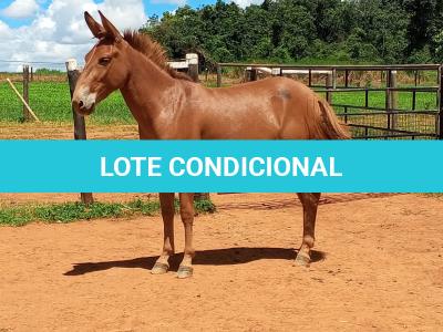 LOTE 017 - APACHE