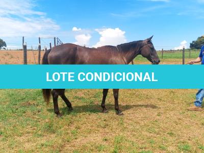 LOTE 004 - CACAU ROXA HS2