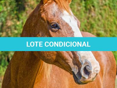 LOTE 018 - EMBRIÃO A EFETIVAR - BENETT DASH BULLION x TWIG LADY AG
