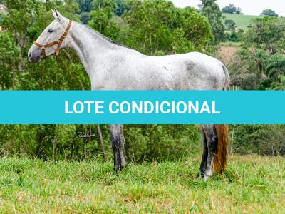 LOTE 017 - BETANIA DA NOVA TRADIÇÃO