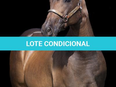 LOTE 003 - INNICTA FLY JAY OFV