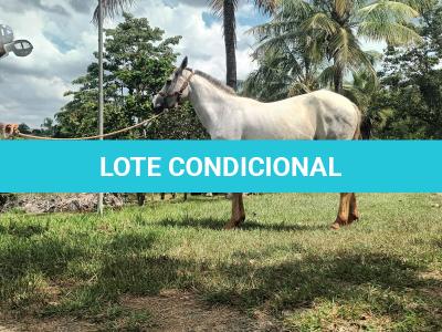 LOTE 010 - PEPITA TROUBLE JAY