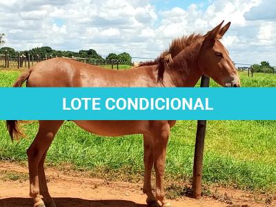 LOTE 017 - APACHE