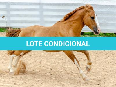 LOTE 015 - APACHE ESM DA PPMP