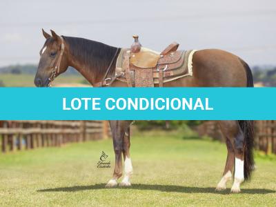 LOTE 005 - TEXANO PLAYBOY PLL