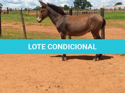 LOTE 021 - CONHAQUE