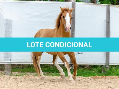 LOTE 015 - APACHE ESM DA PPMP