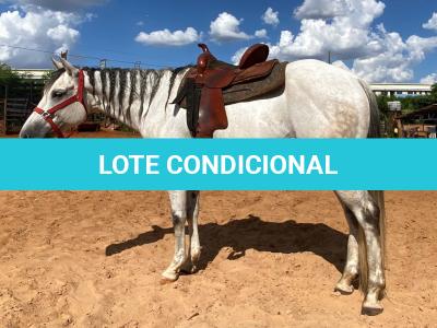 LOTE 009 - MISTER SONNY ZORRERO