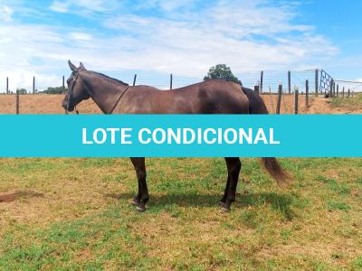 LOTE 004 - CACAU ROXA HS2