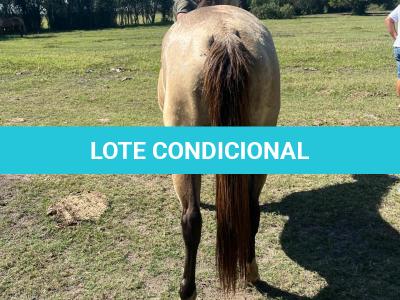LOTE 011 - TILLY MELODYS MG2