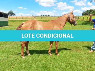 LOTE 004 - CANDY HICKORY DHL