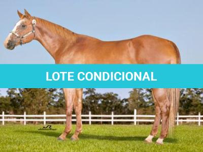 LOTE 019 - EMBRIÃO A EFETIVAR -  FIRE WATER TA FAME x TWIG LADY AG