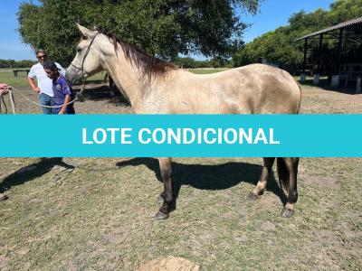 LOTE 011 - TILLY MELODYS MG2