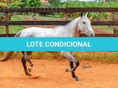 LOTE 017 - BETANIA DA NOVA TRADIÇÃO