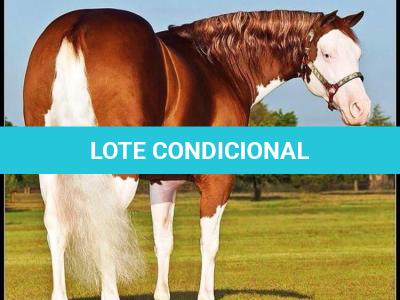 LOTE 020 - EMBRIÃO EFETIVADO -  MJ ROOSTERS GUN  X TEQUILERA CIELO SQ