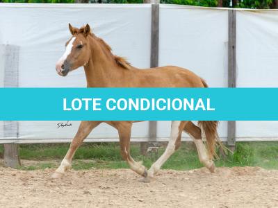 LOTE 015 - APACHE ESM DA PPMP