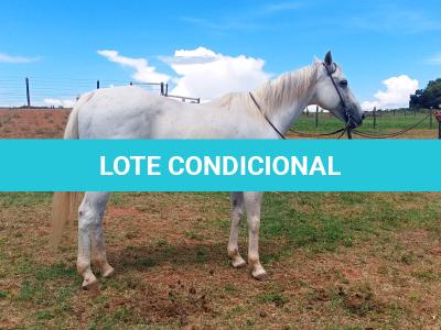 LOTE 002 - WR GRAY GOOSE