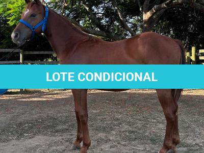 LOTE 012 - KING ROOSTER OLENA