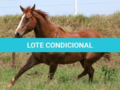 LOTE 015 - MISS PANA SHUGAR
