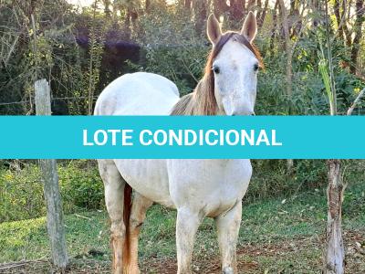 LOTE 010 - PEPITA TROUBLE JAY