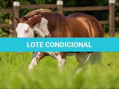 LOTE 020 - EMBRIÃO EFETIVADO -  MJ ROOSTERS GUN  X TEQUILERA CIELO SQ