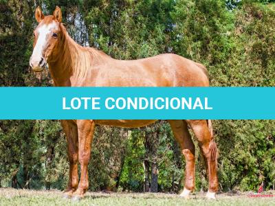 LOTE 019 - EMBRIÃO A EFETIVAR -  FIRE WATER TA FAME x TWIG LADY AG