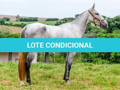 LOTE 017 - BETANIA DA NOVA TRADIÇÃO