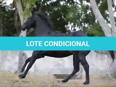 LOTE 010 - PLAY GUN TIMES