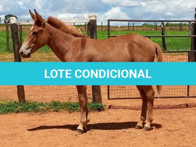 LOTE 019 - CAMPARI