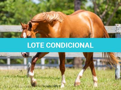 LOTE 004 - SHINNERS STONE