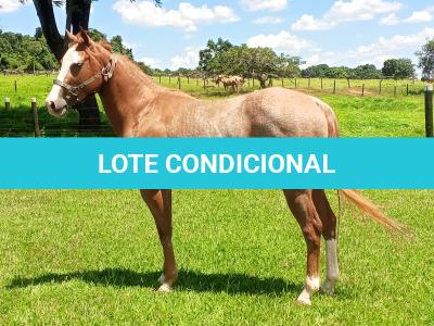 LOTE 002 - SMOKINLIGHTING DHL