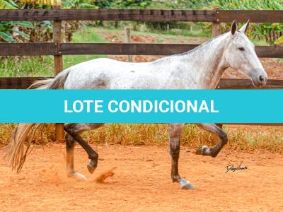 LOTE 017 - BETANIA DA NOVA TRADIÇÃO