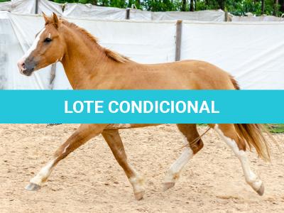 LOTE 015 - APACHE ESM DA PPMP