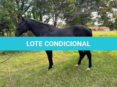 LOTE 005 - EMBRIÃO EFETIVADO (PEPTOBOONREY x NOITE CASH)
