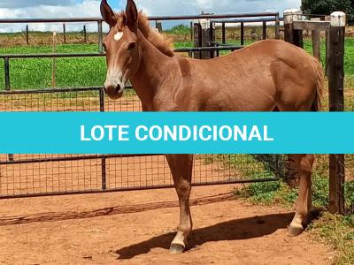 LOTE 019 - CAMPARI