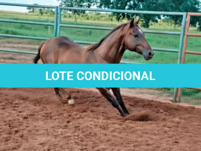 LOTE 006 - A STREAK TO LIBERTY