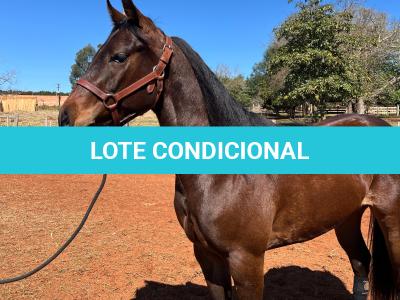 LOTE 007 - MAYA FLING STARLIGHT