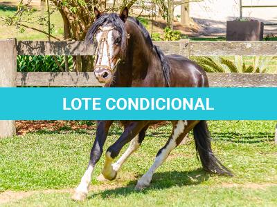 LOTE -100 - JA VINTÉM (Venda de Coberturas)