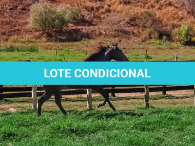 LOTE 003 - DOC S METALIC BAR TZ