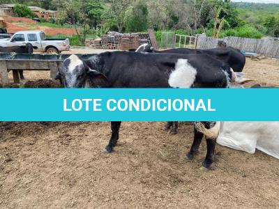 LOTE 006 - 1 FÊMEA