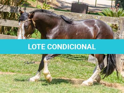LOTE -100 - JA VINTÉM (Venda de Coberturas)