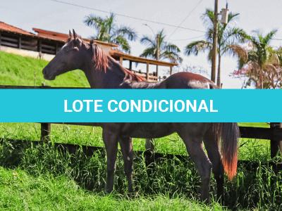 LOTE 003 - DOC S METALIC BAR TZ