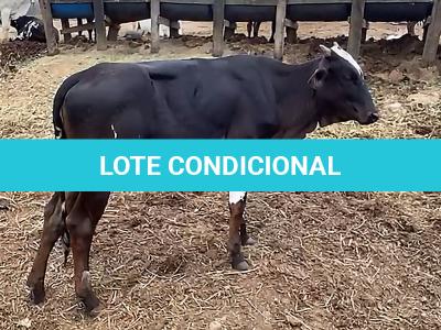 LOTE 004 - 1 FÊMEA