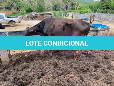 LOTE 003 - 1 MACHO