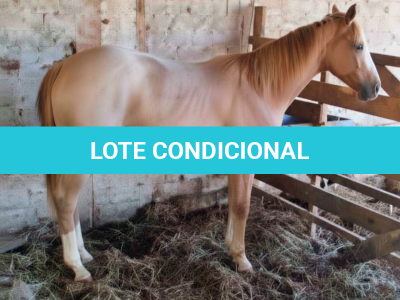 LOTE 008 - MODAN RUBY CAT